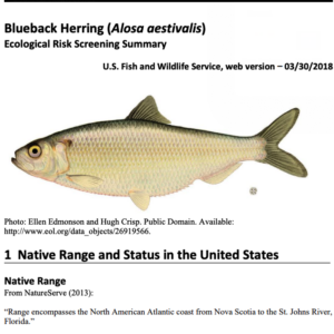 Blueback Herring