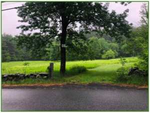 a tree and stone wall with a lush green field in the background