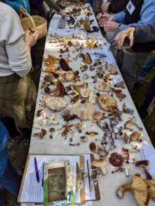 A long table covered with a variety of shapes and sizes of mushrooms