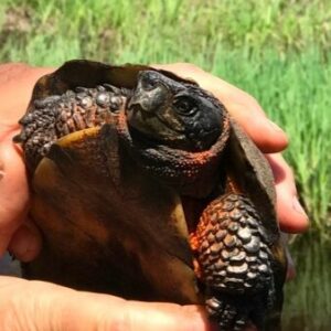 person's hands holding a wood turtle