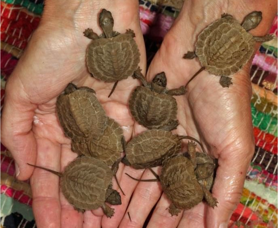 8 hatchling wood turtles on a person's open hands