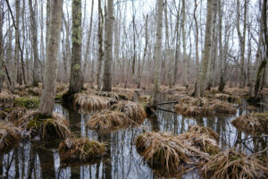 Wetlands