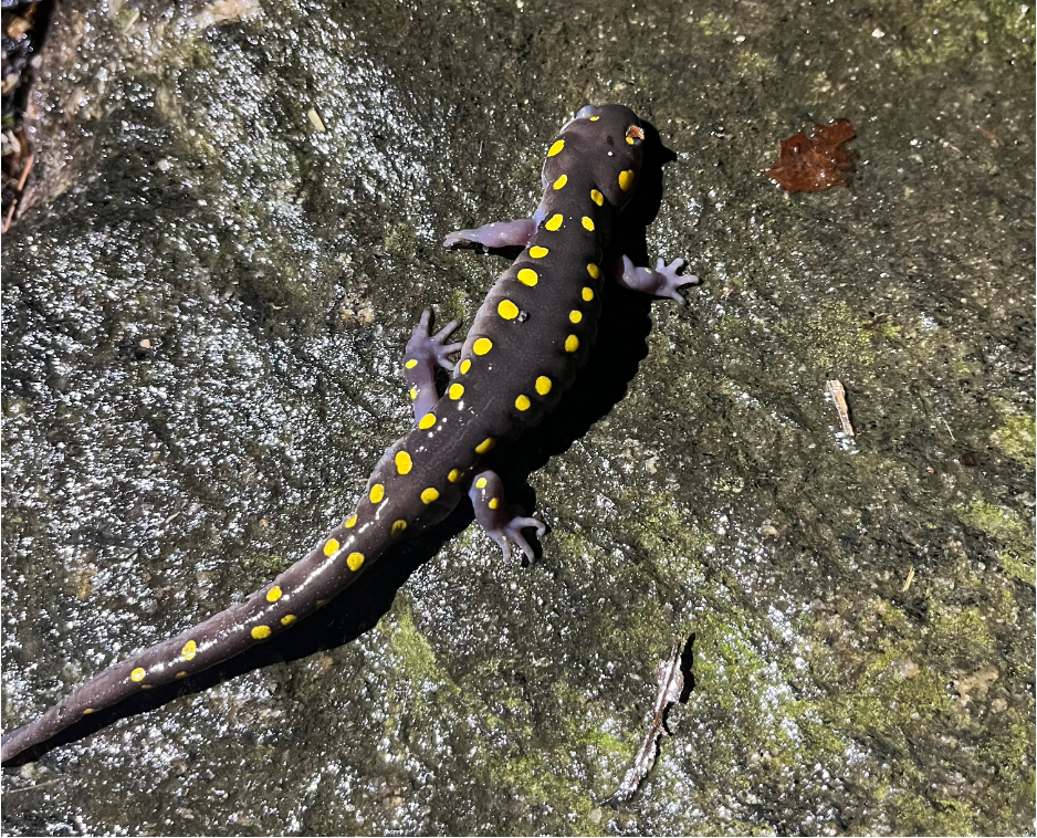 A Spotted Salamander made it safely to the other side of Fort Pond Road thanks to a volunteer from the Amphibian Crossing Brigade.