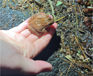 The author lends a hand to a Wood Frog crossing Fort Pond Road in Acton.