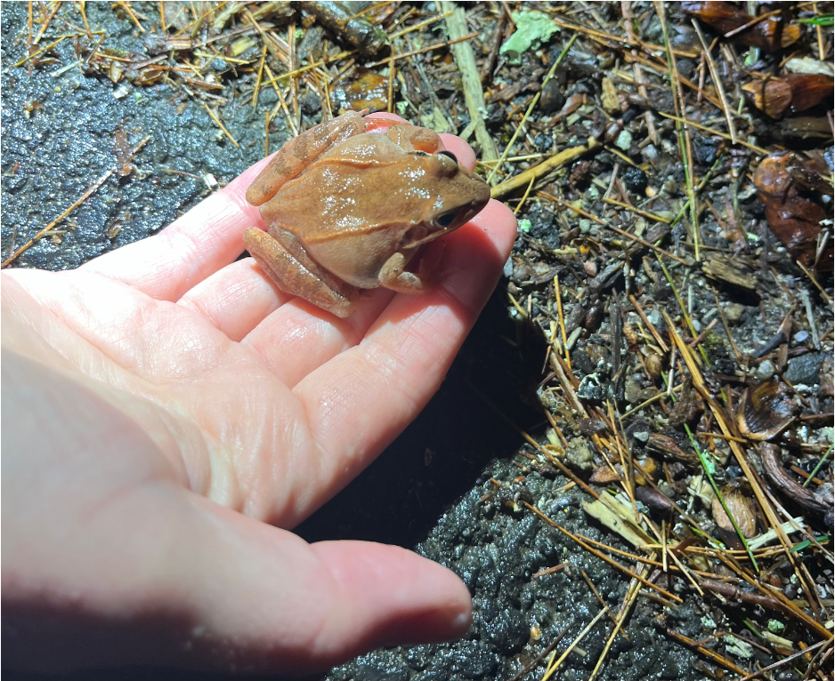 The author lends a hand to a Wood Frog crossing Fort Pond Road in Acton.